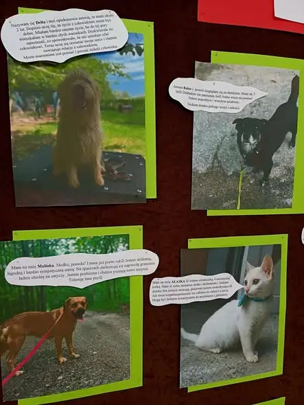 Zbiórka dla zwierząt ze schroniska w Zbożnem – dołącz do akcji w szkole!